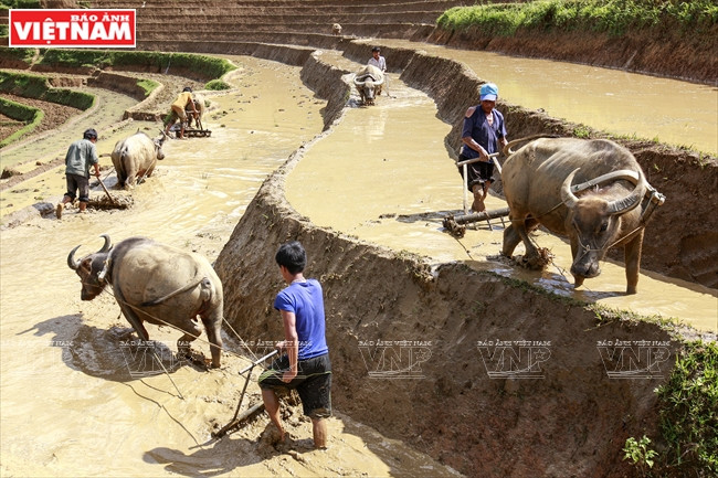 Le mode traditionnel de riziculture des Thai et des H’mông. 