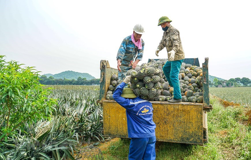 Les produits à base d'ananas et d'autres fruits de DOVECO sont présents dans 30 pays, dont des marchés les plus exigeants du monde tels que l'Union européenne, le Japon, la République de Corée et les États-Unis. Actuellement, il y a environ 2.000 ménages à Ninh Binh qui participent à la plantation d'ananas sur le champ de Dông Giao. Chaque hectare d'ananas génère un revenu d'environ 50 - 70 millions de dôngs. Après avoir été récolté sur le terrain, l'ananas est transféré dans une usine de transformation avec une ligne de production fermée pour produire des produits d'ananas transformés tels que ananas en conserve, ananas congelés, jus d'ananas concentré… Photo: VietnamPlus