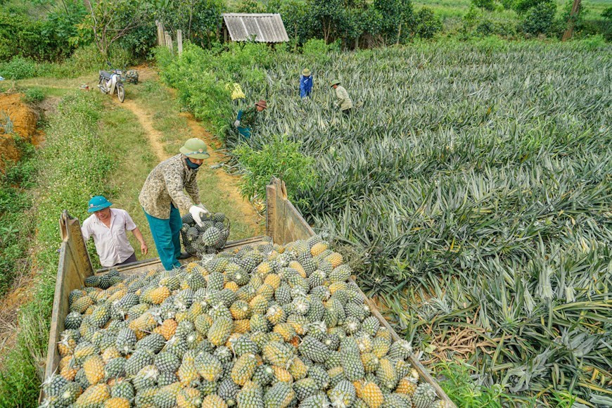 Les deux principaux types d'ananas cultivés à Dông Giao sont Queen Victoria Pineapple (succulent, aromatique, sucré) et Cayen Pineapple (peau fine, peu d'yeux, gros fruit, adapté à la transformation pour l'exportation). Un ananas nécessite quatorze à vingt mois de la plantation à la récolte : six à huit mois pour la phase végétative, et cinq à six mois du forçage à la récolte. Le même plant fructifie généralement deux, voire trois fois : une première fois après vingt mois, et une seconde fois quinze mois après. Quand un petit fruit est désiré pour le marché des fruits frais, la culture peut être forcée plus tôt que quand un gros fruit est requis, comme pour la mise en conserve. Plus la plante est grande au moment du forçage, plus grosse sera la taille de son fruit. Photo: VietnamPlus