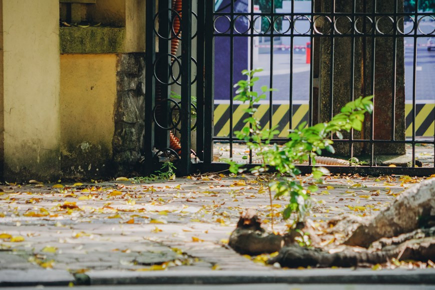  Les trottoirs de la rue Phan Dinh Phung sont recouverts de belles feuilles dorées.