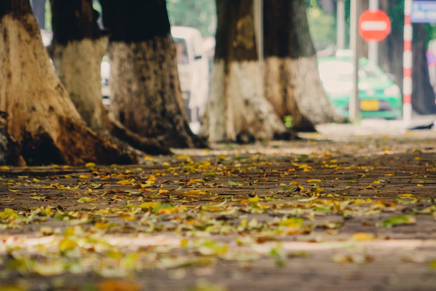 À cette période de l'année, la rue Phan Dinh Phung devient encore plus sublime que jamais grâce à ses rangées d'arbres poétiques et romantiques.