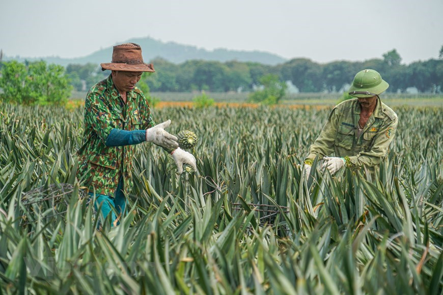 La culture d'ananas a commencé à Ninh Binh depuis les années 70 du siècle dernier. L'application des techniques avancées a aidé à porter la production annuelle de 5.700 tonnes en 2000 à 22.800 tonnes en 2005. Ces dernières années, la production amnuelle d'ananas a atteint plus de 50.000 tonnes. La proportion de superficie de culture d’ananas dans la ferme de Dông Giao à Ninh Binh, couvrant une superficie de plus de 5.000 hectares, a passé de 15% en 1995 à près de 30% en 2005, soit 1.450 hectares. À ce jour, cette superficie a atteint plus de 60%, environ 3.500 hectares. Photo: VietnamPlus