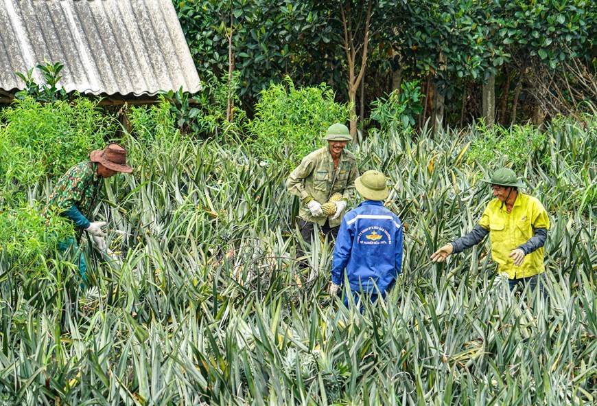 L'ananas de Dông Giao est reconnu comme une "marque d’indication géographique" et son nom et son origine sont protégés par l'Office national de la propriété intellectuelle du Vietnam depuis 2015. La construction réussie de l'indication géographique de Dông Giao pour les produits d'ananas contribue à l'expansion de la production et à renforcer la position des produits agricoles vietnamiens sur la scène internationale. Accélérer les exportations de produits bien transformés devrait être considéré comme une priorité en vue d’augmenter la valeur totale des exportations nationalesde fruits et légumes dans le contexte d'évolution complexe de l’épidémie du COVID-19 dans de nombreux pays et territoires. Photo: VietnamPlus