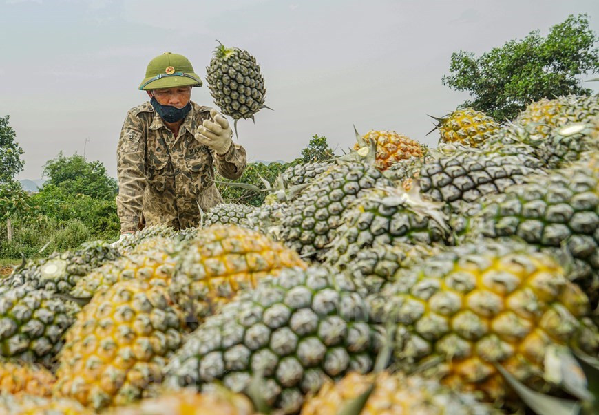 Non seulement les conditions naturelles, mais les techniques de culture, de production, de récolte et de conservation des produits des producteurs locaux jouent également un rôle dans la formulation de la particularité de l’ananas de Dông Giao. La zone géographique comprend les communes de Phu Long et de Quang Lac des districts de Nho Quan; les communes de Dông Son et de Quang Sơn et les quartiers Trung Son et de Nam Son de la ville de Tam Diêp. Ninh Binh est la province possède la plus grande capacité de production d'ananas du Nord depuis 2007. Photo: VietnamPlus
