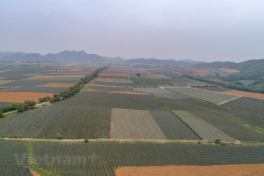 À moins de 100 km de Hanoï, la province de Ninh Binh (Nord) se présente comme une destination touristique offrant de nombreux paysages magnifiques des plus charmants. Le champ d’ananas de Dông Giao à la ville de Tam Diêp est devenu une destination de choix, attirant un grand nombre de visiteurs, les jeunes notamment, qui s’y rendent pour prendre des photos. Si vous recherchez un endroit verdoyant entre les montagnes pour prendre des photos accrocheuses pouvant attirer plusieurs milliers de "likes" sur les réseaux sociaux, alors c’est le lieu idéal. À cette époque, vous aurez également l’occasion de profiter de la délicieuse saveur de ce fruit mûr. Photo: VietnamPlus
