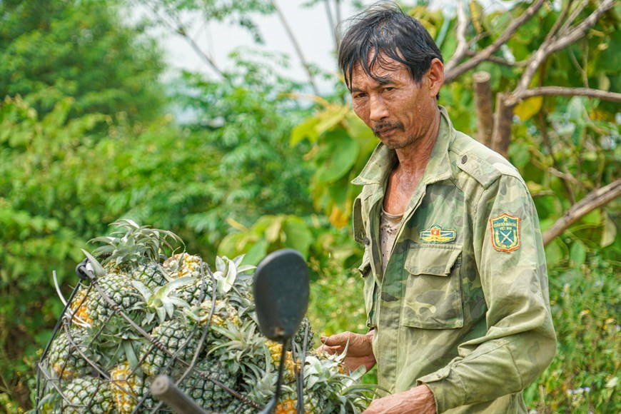 La bonne qualité de l'ananas de Dông Giao est due aux conditions pédologiques locales, c'est-à-dire un terrain semi-montagneux typique, réparti dans la région vallonnée qui s'étend de l'ouest à l'est. Cette zone géographique présente également une forte variation de température entre le jour et la nuit (4° - 6°C) et une quantité élevée d'ensoleillement, qui aident à formuler la particularité de l'ananas de Dông Giao. En outre, le sol a une teneur élevée en argile dans sa composition mécanique, ce qui aide à retenir l'eau et la nutrition, satisfaisant les besoins en eau élevés de l'ananas. Photo: VietnamPlus