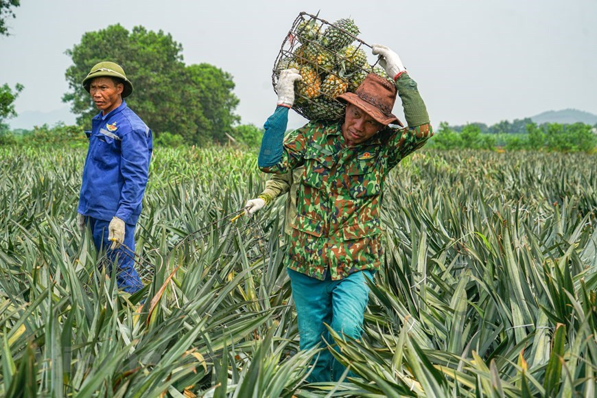 La plupart des ananas de Dông Giao sont principalement transformés en produits de conserve d'ananas et de jus d'ananas, qui sont les produits d'exportation à haute valeur économique. Le champ de Dông Giao est actuellement la principale source d'approvisionnement d'ananas de la société par actions Dong Giao Foodstuff Export (DOVECO), l'un des six plus grands établissements de transformation alimentaire au Vietnam. Grâce à la rotation des zones de culture, l'usine de transformation est régulièrement approvisionnée en ingrédients. Actuellement, la société achète tous les ananas à des foyers qui avait signé des accords de coopération. Toute la chaîne de production d'ananas de Dong Giao répond aux normes HACCP et ISO 22000: 2005. Photo: VietnamPlus