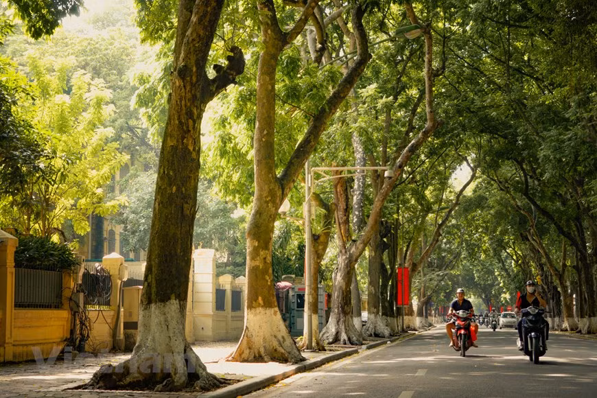 Considérée comme la plus romantique rue de Hanoï, Phan Dinh Phung abrite les plus grands trottoirs de la capitale vietnamienne et deux rangées d'anciens arbres de dracontomelum.