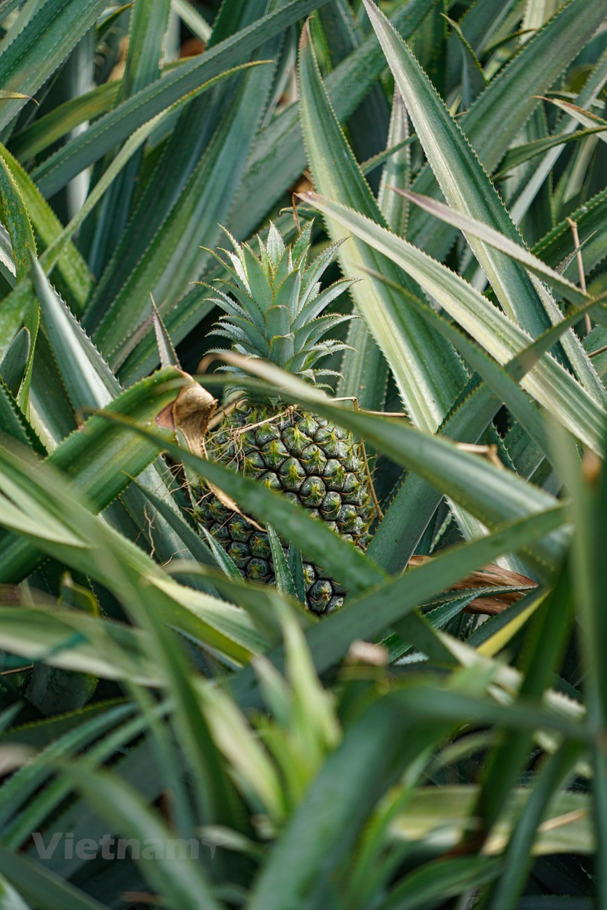 L'ananas de Dông Giao est célèbre pour sa grande taille et sa saveur. Selon le classement des Vietkings en 2016, l'ananas de Dông Giao est l'un des 50 fruits les plus connus au Vietnam. Les produits à base d'ananas sont connus pour leur douceur et leur haute teneur en nutriments. Avec les anabas de Tong Truong, la viande de chèvre, le sureau et l'ananas de Dong Giao deviennent l'une des spécialités de Ninh Binh. Avec ses saveurs exotiques et son goût sucré, l’ananas est un atout dessert incontournable. En plus de ses saveurs prononcées, il offre de nombreux avantages pour la santé, notamment au niveau du système cardiovasculaire, de la circulation sanguine et de l’arthrose. Photo: VietnamPlus