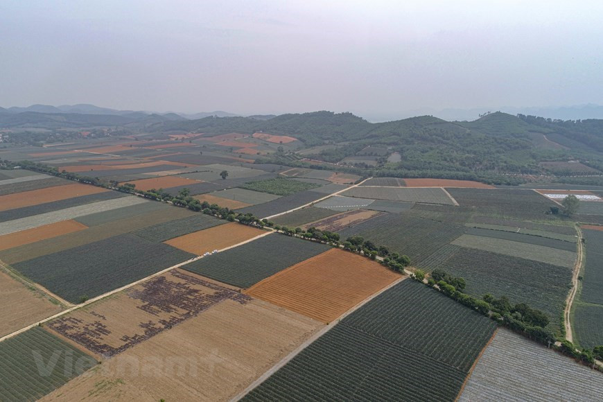 Couvrant une superficie de plus de 5.000 hectares, le champ de Dông Giao est la plus grande zone de culture d’ananas à Ninh Binh. Les ananas verts recouvrent le sol rouge basaltique, créant ainsi un espace très spécial digne d’une scène romantique d’un film sud-coréen. Le meilleur moment pour visiter le champ est la saison de récolte d'ananas, qui dure entre avril et mi-juillet. Le paysage paisible de la ferme d’ananas de Dông Giao vous donnera l’impression de vous perdre dans la steppe verdoyante de cette "Dà Lat miniature". Le champ convient à ceux qui ne souhaitent pas voyager loin de Hanoï pendant le week-end. Photo: VietnamPlus