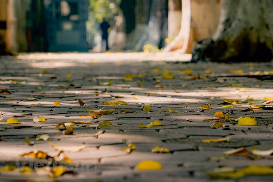 Marcher dans la rue Phan Dinh Phung en regardant la chute des feuilles jaunes donne au cœur de nombreux sentiments.