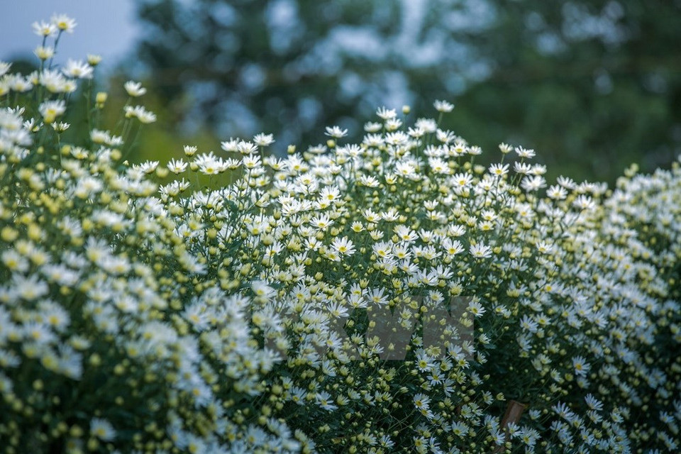 Les chrysanthèmes des Indes sont le symbole des premiers jours de l'hiver à Hanoï. 