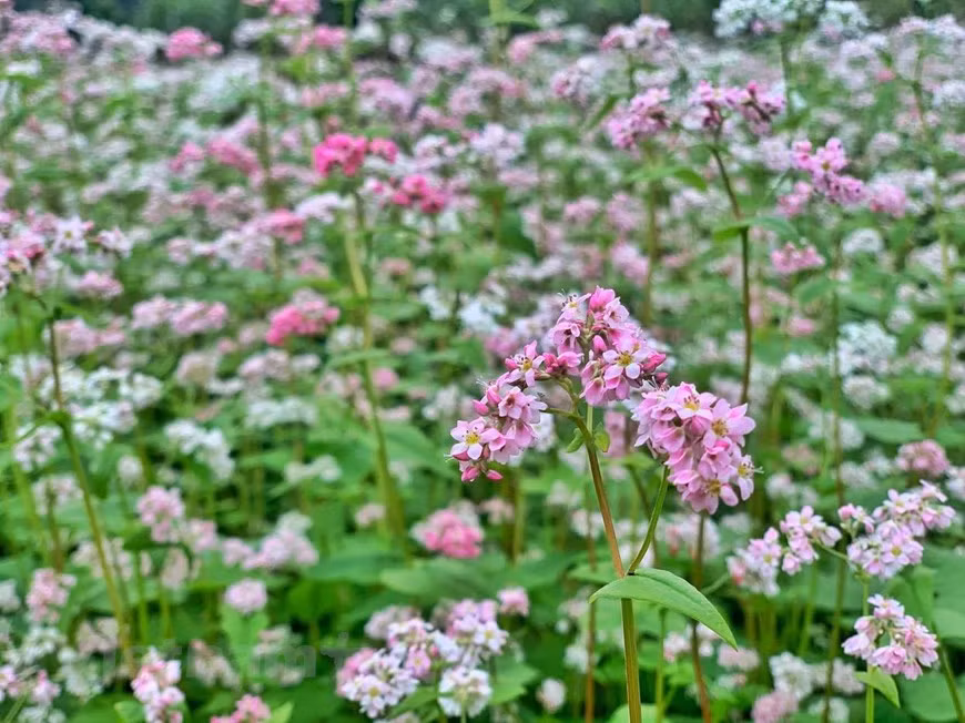 Le sarrasin est souvent considéré comme une alternative savoureuse et plus saine au blé. Une fois récoltées, les cultures peuvent être moulues en farine et de nombreuses régions du monde le font, telles que l'Inde, le Japon et la Corée. Riz, porridge, nouilles, pains, crêpes, biscuits, gâteaux peuvent tous être fabriqués à partir de farine de sarrasin. La jeune tige de cette fleur peut également être bouillie et utilisée comme légume, ou cuite avec du vin et du maïs pour produire un type de vin tout à fait unique. Il présente encore des avantages médicinaux et est parfois utilisé comme tronc pour l'alimentation du bétail. Photo: Xuan Mai/Vietnam+ 