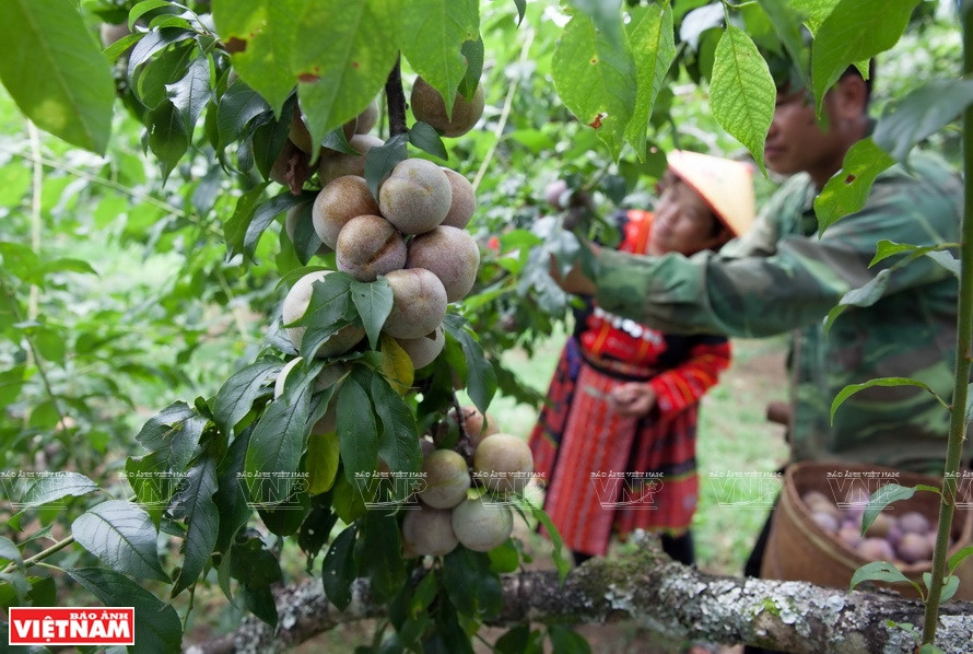 La famille de Trang A Dung, du village de Pa Khen, et ses cultures d’une centaine de pieds de pruniers qui ont plus d'avantages compétitifs que d’autres arbres fruitiers de Son La…