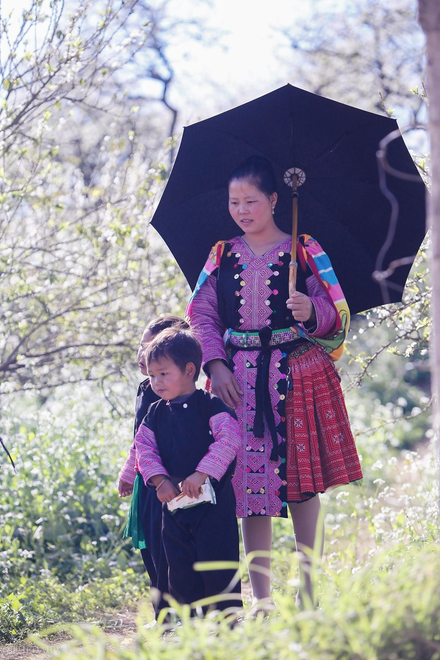  Le plateau de Môc Châu est fleuri toute l’année et offre un panorama unique. Vous serez impressionnés par ce lieu à la beauté stupéfiante. Son La est aussi le territoire de plusieurs ethnies minoritaires. La terre et les gens ici créent une beauté simple et paisible remplie de l'odeur de fleurs de prunier, de fleurs de pêcher ou de colza. La joie se lit sur le visage des habitants locaux, car c’est le signe que la fin des frimas hivernaux est proche. Les enfants jouent sous les branchages cotonneux tandis que les adultes travaillent encore avec plus d’enthousiasme. Photo: The Dai/Vietnam+