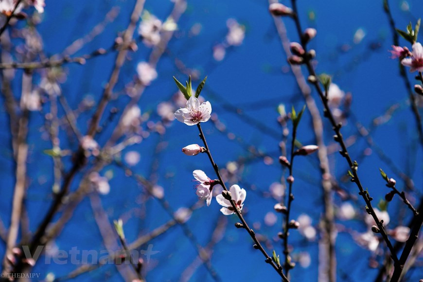 Au printemps, les pruniers, les moutardes et les colzas fleurissent en même temps. Après le froid, les fleurs commencent à fleurir. C'est le moment où le paysage du Môc Châu est à son meilleur. Môc Châu avec une atmosphère aérée et fraîche du plateau. Le temps est frais, agréable, la nature et les gens se mélangent, … Non seulement cela, c'est aussi le moment où Môc Châu se transforme de saison des fleurs en saison des fleurs. On peut dire que ces couleurs de fleurs sont devenues attrayantes et attirent les visiteurs à Môc Châu depuis si longtemps. Photo: The Dai/Vietnam+