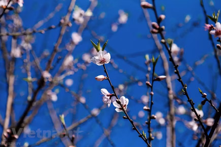Au printemps, les pruniers, les moutardes et les colzas fleurissent en même temps. Après le froid, les fleurs commencent à fleurir. C'est le moment où le paysage du Môc Châu est à son meilleur. Môc Châu avec une atmosphère aérée et fraîche du plateau. Le temps est frais, agréable, la nature et les gens se mélangent, … Non seulement cela, c'est aussi le moment où Môc Châu se transforme de saison des fleurs en saison des fleurs. On peut dire que ces couleurs de fleurs sont devenues attrayantes et attirent les visiteurs à Môc Châu depuis si longtemps. Photo: The Dai/Vietnam+