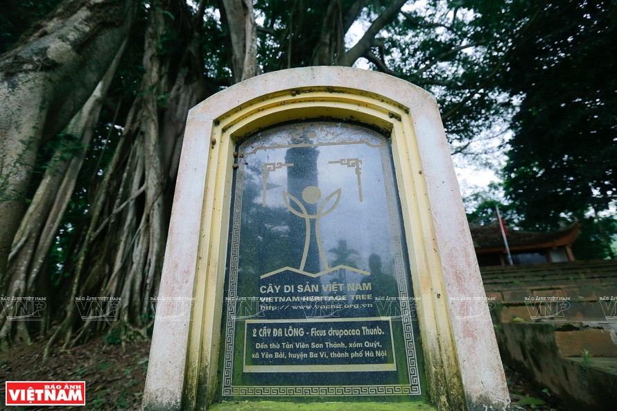Le vieux banian du hameau de Quyt a été reconnu « Arbre du patrimoine du Vietnam » par l’Association vietnamienne pour la conservation de la nature et de l’environnement.