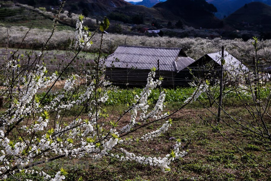 Des pruniers sont plantés autour des maisons des habitants locaux. Si vous êtes amateurs de photos, Môc Châu vous garantit des clichés romantiques que vous pourrez partager avec vos amis dès votre retour. Les fleurs blanches interminables couvrent les collines comme un tapis géant, l’écharpe en soie sur le corps d'une fille de la montagne. C'est probablement la saison du voyage Moc Chau en moto jusqu’au mois de février et mars avec la saison des fleurs du pêcher, prunier. Le voyage Moc Chau en moto peut se faire en deux voies. L'itinéraire le plus populaire est le long de la route nationale 6: du centre de Hanoi - Hoa Lac - Hoa Binh - Mai Chau - Moc Chau avec environ 187 km. Photo: The Dai/Vietnam+
