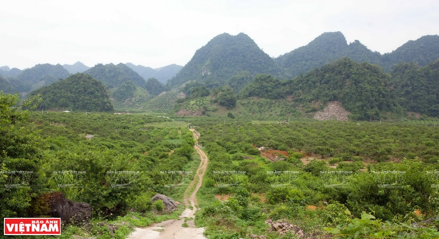 Avec sa centaine de ha de pêchers, la vallée Na Ka, commune de Tân Lâp, bourg de Môc Chau, est considéré comme le "pays" des pruniers.