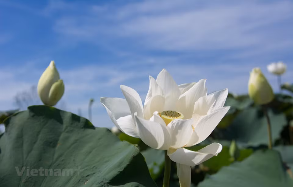 Situé à une vingtaine de kilomètres de Hanoï, dans la commune de Tam Hung, district de Thanh Oai, un magnifique étang de lotus blanc attire chaque jour des centaines de visiteurs qui viennent contempler les fleurs et prendre des photos. Les fleurs aux pétales de couleur ivoire se balançant doucement au rythme de la brise matinale annoncent l’arrivée de l’été. La variété de lotus d’origine indienne a été importée de Thanh Hoa par la famille de Nguyên Van Tho et Ta Thi Bich il y a cinq ans. Après une longue période d’attention et de soins méticuleux, les propriétaires ont finalement pu récolter les fruits de leur dur labeur. Photo: Vietnam+ 