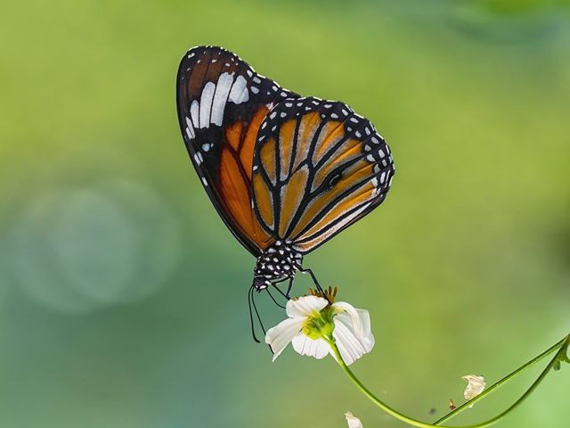 "Printemps" de @ngocson