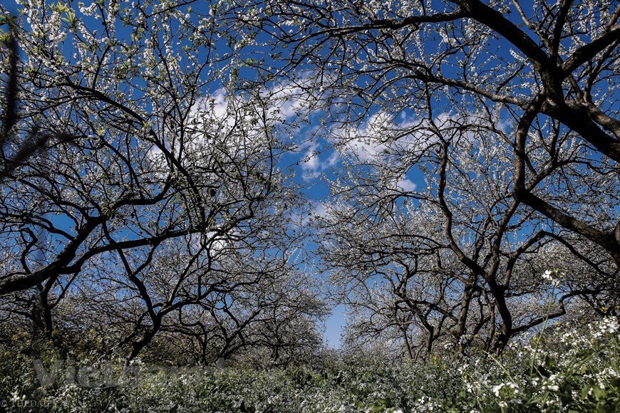 Au printemps, Tan Lap se distingue par une vallée de fleurs de prunier blanc immaculé, des pétales de prune blancs fragiles tombant doucement dans la brise printanière. La vie des gens ici est intrinsèquement rustique, à la saison des fleurs de prunier lorsque toutes les activités quotidiennes qui se déroulent sous les fleurs de prunier blanches immaculées apportent une beauté plus paisible que la plupart. En été, les baies mûres, les activités animées de fruits ont lieu animées, chérissant les baies mûres de prune portant la quintessence du ciel des montagnes, les visiteurs apprécient davantage. Photo: The Dai/Vietnam+