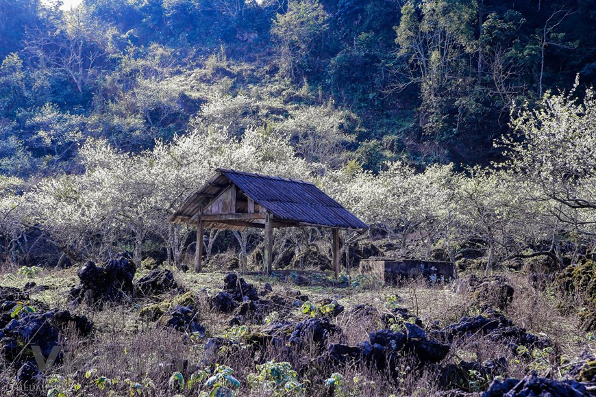 Lorsque le temps a commencé à se réchauffer, les jardins de pruniers de Moc Chau ont commencé à fleurir, créant un paysage romantique. Môc Châu, de par sa position géographique, possède un climat toujours frais et agréable, quelle que soit la période de l’année. En été, la température moyenne est de l’ordre de 20°C, et en hiver, il fait plus sec que dans les autres zones des montagnes du Nord-Ouest du Vietnam. L’air y est toujours pur, et les paysages, grandioses et romantiques. Cette floraison spectaculaire, mais fugace, embellit les hameaux et attire de nombreux curieux venus de la plaine. Photo: The Dai/Vietnam+