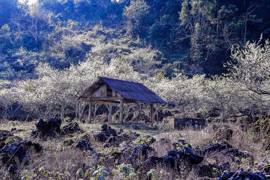 Lorsque le temps a commencé à se réchauffer, les jardins de pruniers de Moc Chau ont commencé à fleurir, créant un paysage romantique. Môc Châu, de par sa position géographique, possède un climat toujours frais et agréable, quelle que soit la période de l’année. En été, la température moyenne est de l’ordre de 20°C, et en hiver, il fait plus sec que dans les autres zones des montagnes du Nord-Ouest du Vietnam. L’air y est toujours pur, et les paysages, grandioses et romantiques. Cette floraison spectaculaire, mais fugace, embellit les hameaux et attire de nombreux curieux venus de la plaine. Photo: The Dai/Vietnam+ 