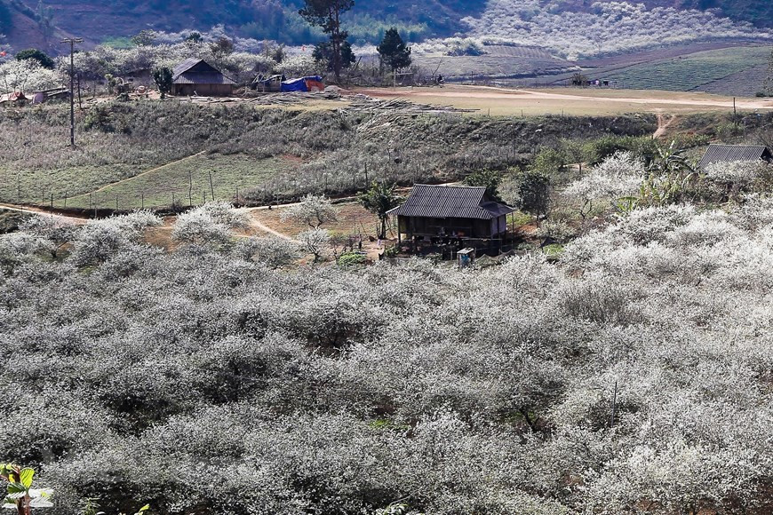  La forêt conifère Ban Ang et le chemin menant au poste frontalier de Long Sap sont couverts de fleurs de prunier.Bien que Moc Chau ne soit pas trop loin de Hanoi, il lui faut un minimum de deux jours pour profiter pleinement du plateau, en particulier en gardant à l'esprit l'abondance de circuits parmi lesquels choisir. Rejoignez un circuit de départ fixe pour visiter le festival indépendant du Têt Hmong ou ajoutez à votre itinéraire une excursion de rafting aventure induisant l'adrénaline sur la rivière Ma. Les aventures à vélo sont également un excellent moyen d'explorer la région vallonnée et pittoresque. Photo: The Dai/Vietnam+