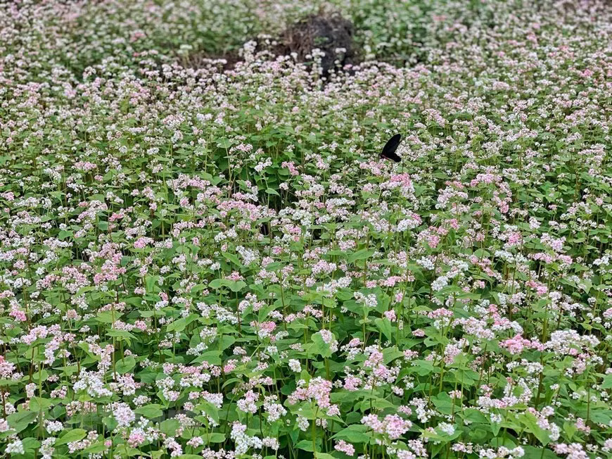 Il existe deux types de fleurs de sarrasin. Dans les zones de Cao Bang, vous pouvez trouver le type blanc. Pendant ce temps, à Ha Giang, les gens plantent souvent la fleur de sarrasin pourpre. Simple mais adorable, modeste mais charmant, le sarrasin s’harmonise avec la couleur verte de la forêt et la couleur grise des montagnes, ce qui crée une source inépuisable d’inspiration pour les amateurs de l'art. Mais la caractéristique la plus profonde et la plus belle de la fleur est son sens - de forme élancée mais pleine d'énergie et de beauté, surmontant toujours les défis féroces de la nature. À la fin de l'automne, les fleurs deviennent plus belles et plus attrayantes. Photo: Xuan Mai/Vietnam+ 