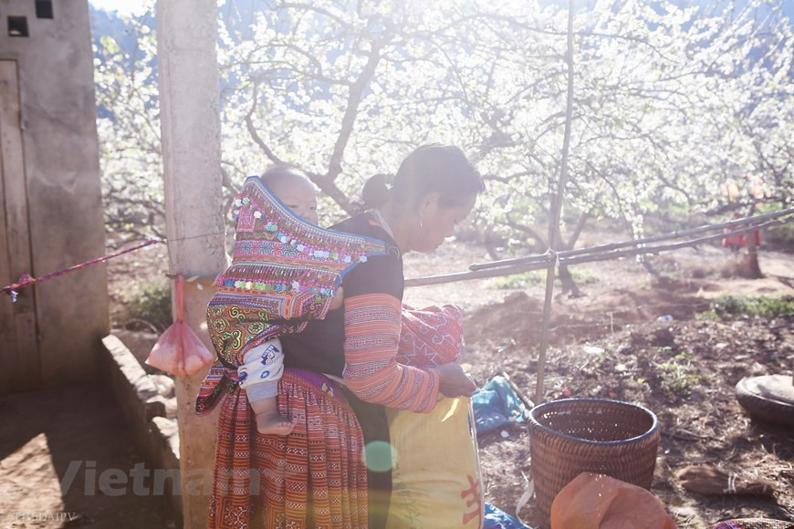 La vie des habitants locaux. Le climat de Son La est divisé en deux saisons distinctes. L'hiver dure d'octobre à mars de l'année suivante et l'été d'avril à septembre. Peuplé de Môngs, une minorité ethnique du Nord du pays, le petit village de Hua Tat séduit les touristes par ses innombrables vergers (pêchers et pruniers principalement) qui s’étendent sur une immense vallée verdoyante, mais également par la richesse des traditions de ses autochtones et la singularité de leurs maisons traditionnelles. Les touristes peuvent aussi passer un moment avec les villageois, déguster la cuisine locale, jouer aux jeux folkloriques ou encore participer à la production artisanale de thé. Photo: The Dai/Vietnam+