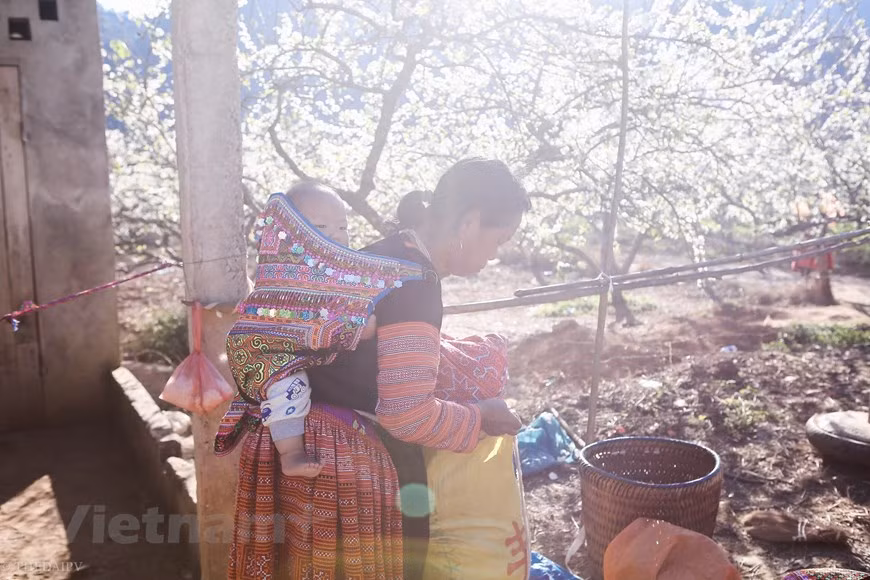 La vie des habitants locaux. Le climat de Son La est divisé en deux saisons distinctes. L'hiver dure d'octobre à mars de l'année suivante et l'été d'avril à septembre. Peuplé de Môngs, une minorité ethnique du Nord du pays, le petit village de Hua Tat séduit les touristes par ses innombrables vergers (pêchers et pruniers principalement) qui s’étendent sur une immense vallée verdoyante, mais également par la richesse des traditions de ses autochtones et la singularité de leurs maisons traditionnelles. Les touristes peuvent aussi passer un moment avec les villageois, déguster la cuisine locale, jouer aux jeux folkloriques ou encore participer à la production artisanale de thé. Photo: The Dai/Vietnam+
