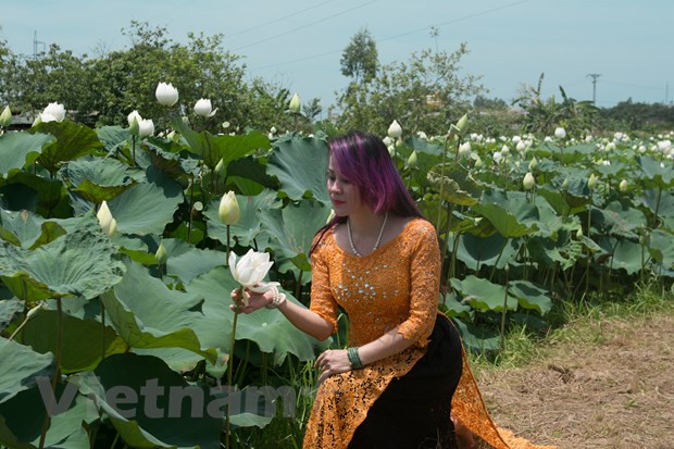 Prendre des photos de lotus est un des loisirs préférés de Luu Ly Tâm à l’arrivée de l’été. Les années précédentes, cette Hanoïenne avait pour habitude de fréquenter les marais de lotus au lac de l’Ouest afin de capturer des images de cette fleur intemporelle. Mais aujourd’hui, elle a davantage de choix. En effet, cet étang l’a envoûté dès le premier regard. Elle a une grande amoureuse de la fleur de lotus. Et cette espèce blanche l'a apporté de nouvelles sensations. Si Luu Ly Tam souhaite garder et chérir ces souvenirs alors il faut qu’elle capture ces inoubliables moments. Photo: Vietnam+