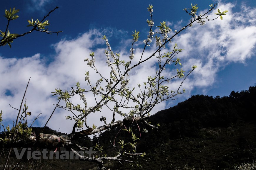L'air y est toujours pur, et les paysages, grandioses et romantiques. Les fleurs de pruniers n'éclosent que pendant deux, trois semaines avant de céder la place aux petits fruits de couleur rouge foncée. Le voyage en moto vous emmène à l'un des plus grands plateaux dans les montagnes du nord du Vietnam. La route y menant est souvent comparée à une écharpe en soie serpentant sur les montagnes. Vous allez passer les villages des peuples comme: Muong, Thai, Hmong…qui vivent dans les maisons en bois sur pilotis nichés aux pieds des montagnes…Vous allez passer les vallées idylliques, des chaînes de montagnes majestueuses, des forêts denses. Photo: The Dai/Vietnam+
