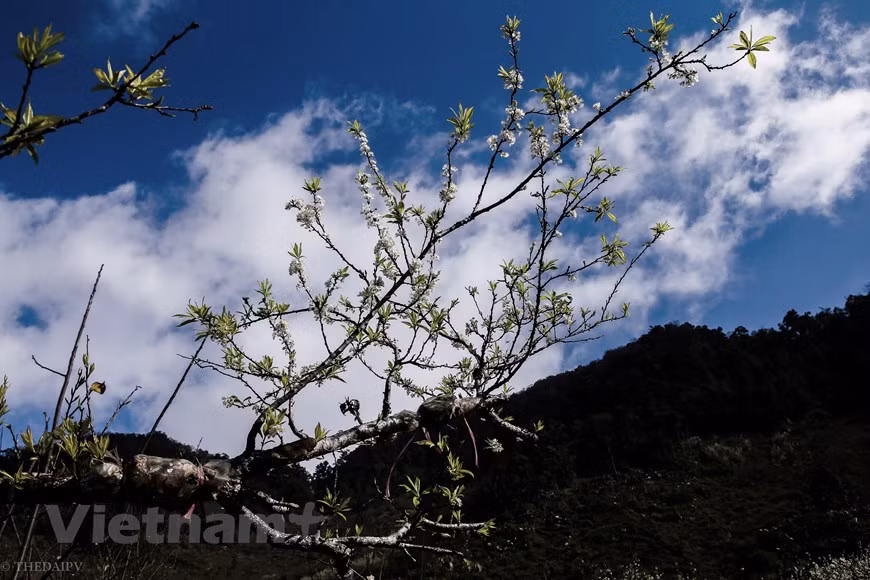 L'air y est toujours pur, et les paysages, grandioses et romantiques. Les fleurs de pruniers n'éclosent que pendant deux, trois semaines avant de céder la place aux petits fruits de couleur rouge foncée. Le voyage en moto vous emmène à l'un des plus grands plateaux dans les montagnes du nord du Vietnam. La route y menant est souvent comparée à une écharpe en soie serpentant sur les montagnes. Vous allez passer les villages des peuples comme: Muong, Thai, Hmong…qui vivent dans les maisons en bois sur pilotis nichés aux pieds des montagnes…Vous allez passer les vallées idylliques, des chaînes de montagnes majestueuses, des forêts denses. Photo: The Dai/Vietnam+