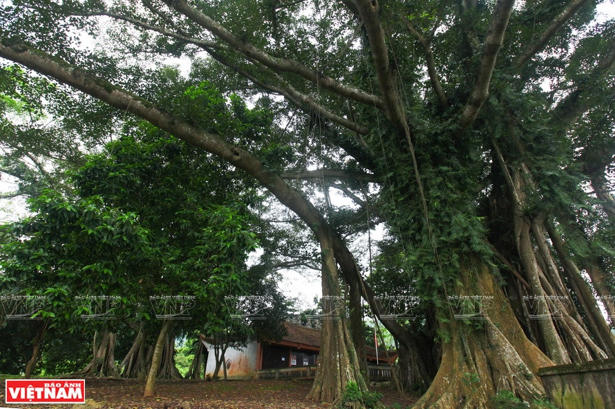 Ce banian a deux troncs d’un diamètre de 43m et 37m.