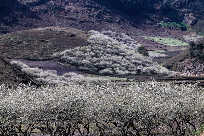 Môc Châu, de par sa position géographique, possède un climat toujours frais et agréable. Si vous visitez le Vietnam au printemps, ne ratez surtout pas le plateau de Môc Châu, saison pendant laquelle les pêchers en fleurs recouvrent le versant des montagnes. Ici, les pruniers sont plantés dans les champs qui couvrent parfois les villages, les vallées. Alors, tout le plateau de Moc Chau se plonge dans la couleur blanche du prunier, rose du pêcher. En ce moment-là, en suivant la route menant à Moc Chau, les vallées sont couvertes par les rizières vertes reposantes. Vous profitez du voyage Moc Chau en moto pour faire une halte à la vallée Mai Chau idyllique. Photo: The Dai/Vietnam+