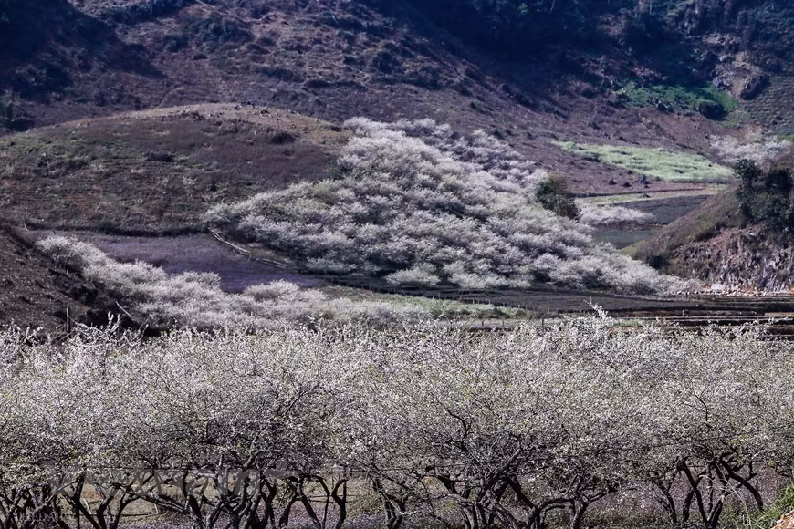 Môc Châu, de par sa position géographique, possède un climat toujours frais et agréable. Si vous visitez le Vietnam au printemps, ne ratez surtout pas le plateau de Môc Châu, saison pendant laquelle les pêchers en fleurs recouvrent le versant des montagnes. Ici, les pruniers sont plantés dans les champs qui couvrent parfois les villages, les vallées. Alors, tout le plateau de Moc Chau se plonge dans la couleur blanche du prunier, rose du pêcher. En ce moment-là, en suivant la route menant à Moc Chau, les vallées sont couvertes par les rizières vertes reposantes. Vous profitez du voyage Moc Chau en moto pour faire une halte à la vallée Mai Chau idyllique. Photo: The Dai/Vietnam+