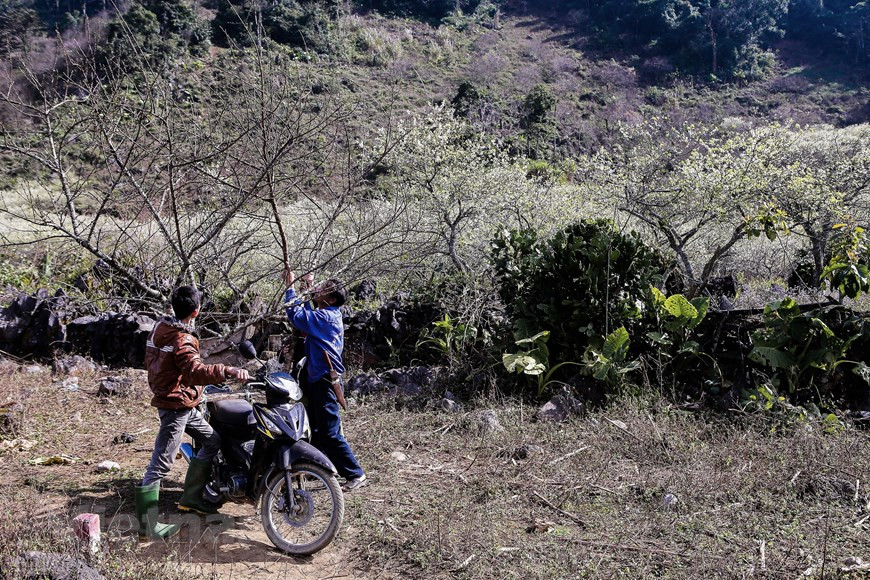 Des garçons coupent des branches de prunier. Dès les premiers jours de printemps, les pruniers en fleurs enveloppent tous les alentours d'un manteau d'un blanc immaculé car la province réserve pour la culture de cet arbre 1200 ha dans les communes de Loong Luông, Vân Ho (district de Van Ho), les bourgs Nong Truong, Tân Lap, Muong Sang. Mộc Châu est une destination d’autant plus intéressante en été, car les températures, si elles peuvent atteindre les 30 degrés, n’iront pas plus haut, contrairement à Hanoï par exemple. De plus, le climat est bien moins humide, ce qui rend les températures élevées bien plus facile à supporter. Photo: The Dai/Vietnam+