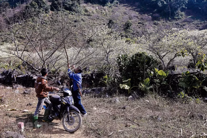Des garçons coupent des branches de prunier. Dès les premiers jours de printemps, les pruniers en fleurs enveloppent tous les alentours d'un manteau d'un blanc immaculé car la province réserve pour la culture de cet arbre 1200 ha dans les communes de Loong Luông, Vân Ho (district de Van Ho), les bourgs Nong Truong, Tân Lap, Muong Sang. Mộc Châu est une destination d’autant plus intéressante en été, car les températures, si elles peuvent atteindre les 30 degrés, n’iront pas plus haut, contrairement à Hanoï par exemple. De plus, le climat est bien moins humide, ce qui rend les températures élevées bien plus facile à supporter. Photo: The Dai/Vietnam+