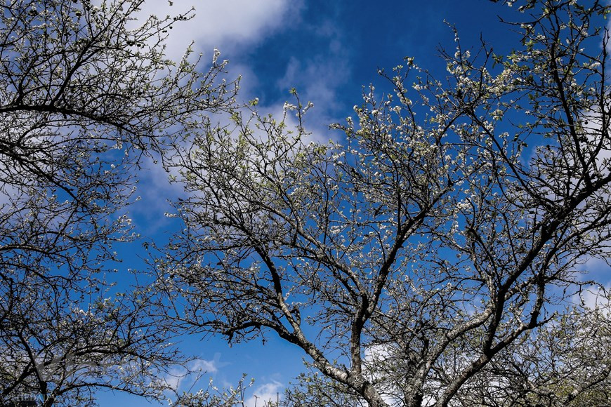 Le deuxième itinéraire que les gens choisissent pour retourner à Hanoï: Môc Châu - Bac Van Yen (Phu Yen) - Thu Cuc - Thanh Son (Phu Tho) - Phong Chau - pont Trung Ha et puis la route nationale 32. Cette route à travers le bac Van Yen entourée par les chaines de montagnes, les collines du thé, les vallées escarpées, les rochers, les villages authentiques du peuple Thai vivant dans les maisons sur pilotis au bord de la Rivière Noire pour rendre votre voyage Môc Châu en moto différent des autres… Après les jours d'hiver et les gelées blanches, quand arrive le soleil, les pruniers commencent à fleurir. Photo: The Dai/Vietnam+ 