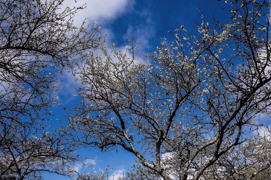Le deuxième itinéraire que les gens choisissent pour retourner à Hanoï: Môc Châu - Bac Van Yen (Phu Yen) - Thu Cuc - Thanh Son (Phu Tho) - Phong Chau - pont Trung Ha et puis la route nationale 32. Cette route à travers le bac Van Yen entourée par les chaines de montagnes, les collines du thé, les vallées escarpées, les rochers, les villages authentiques du peuple Thai vivant dans les maisons sur pilotis au bord de la Rivière Noire pour rendre votre voyage Môc Châu en moto différent des autres… Après les jours d'hiver et les gelées blanches, quand arrive le soleil, les pruniers commencent à fleurir. Photo: The Dai/Vietnam+ 