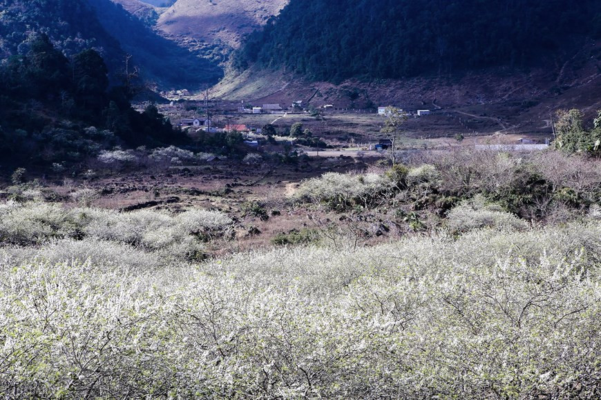 Les visiteurs peuvent se rendre à Phiêng Cành, Vân Hồ, Lóng Luông, Ba Khe, Thông Cuông, Pa Phách, Tân Lập, etc. pour admirer les fleurs des pruniers. Des vallées de pruniers en fleurs toutes blanches, des forêts de pêchers aux fleurs rouges foncés ; çà et là, des champs de crucifère aux fleurs jaunes qui s’étendent à perte de vue… Une visite incontournable pour tous les touristes amoureux de la nature. Cette année, dès les premiers jours de printemps, les pruniers en fleurs enveloppent tous les alentours d’un manteau d’un blanc immaculé car la province réserve pour la culture de cet arbre 1200 ha dans les communes de Loong Luông, Vân Ho (district de Van Ho), les bourgs Nong Truong, Tân Lap, Muong Sang…. Photo: The Dai/Vietnam+ 