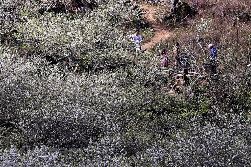 Afin d'exploiter efficacement les potentiels touristiques et de préserver l'identité culturelle, la province de Son La a privilégié le développement du tourisme communautaire, en particulier dans les districts de Moc Chau et de Van Ho. Les sites touristiques communautaires se multiplient, généralement la maison d'hôtes écologique Son Sao dans la commune de Dong Sang, district de Moc Chau. En venant ici, les visiteurs ont la possibilité de séjourner dans des maisons traditionnelles sur pilotis, déguster des spécialités montagnardes, immerger dans la danse xoe des ethnies thaïlandaises, les anciennes chansons folkloriques, participer à des feux de camp et à de nombreux jeux de team building, etc. Photo: The Dai/Vietnam+