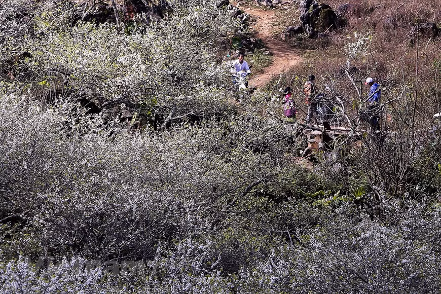 Afin d'exploiter efficacement les potentiels touristiques et de préserver l'identité culturelle, la province de Son La a privilégié le développement du tourisme communautaire, en particulier dans les districts de Moc Chau et de Van Ho. Les sites touristiques communautaires se multiplient, généralement la maison d'hôtes écologique Son Sao dans la commune de Dong Sang, district de Moc Chau. En venant ici, les visiteurs ont la possibilité de séjourner dans des maisons traditionnelles sur pilotis, déguster des spécialités montagnardes, immerger dans la danse xoe des ethnies thaïlandaises, les anciennes chansons folkloriques, participer à des feux de camp et à de nombreux jeux de team building, etc. Photo: The Dai/Vietnam+