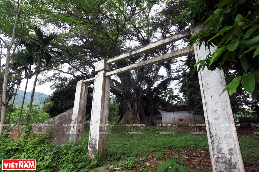 Le vieux banian vu de loin.