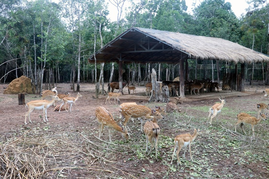 A Vinpearl Safari Phu Quoc.