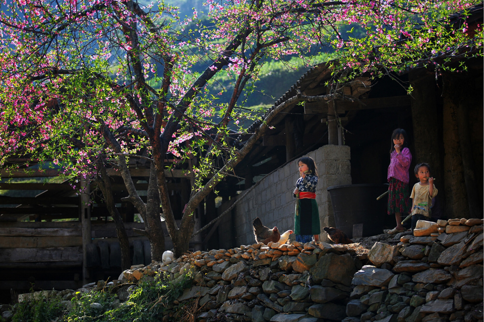 Ha Giang est 4ème de la liste. Ha Giang attire les visiteurs par ses paysages montagneux majestueux et ses routes sinueuses. Surtout, cet endroit a des fleurs qui fleurissent aux 4 saisons, notamment fleurs de sarrasin, d'octobre à novembre, fleurs de pêcher et de moutarde jaune, de janvier à février. Photo: Nguyen Huu Thong.