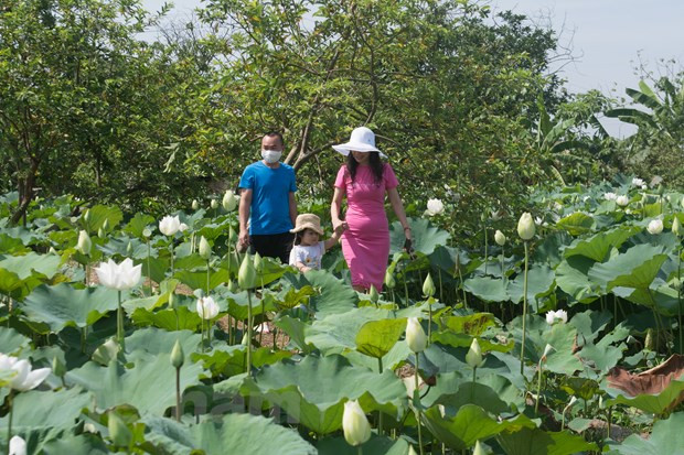 Un marais des milliers de mètres carrés couvert de blanc immaculé imprégné de l’arôme parfumé de cette fleur mythique. Le lotus rose est cultivé de façon plus répandue à Hanoï. C’est la raison pour laquelle le propriétaire de l'étang de lotus Nguyen Van Tho a décidé de tenter de cultiver le lotus blanc. Et les résultats sont remarquables. Il accueille ici de nombreux amoureux et autres amateurs de fleurs et de photographie. De plus en plus de touristes ayant eu écho de cette adresse via les réseaux sociaux, dont Facebook, fréquentent cet étang de lotus blanc, de sorte que le propriétaire a arrêté la vente des fleurs. Photo: Vietnam+